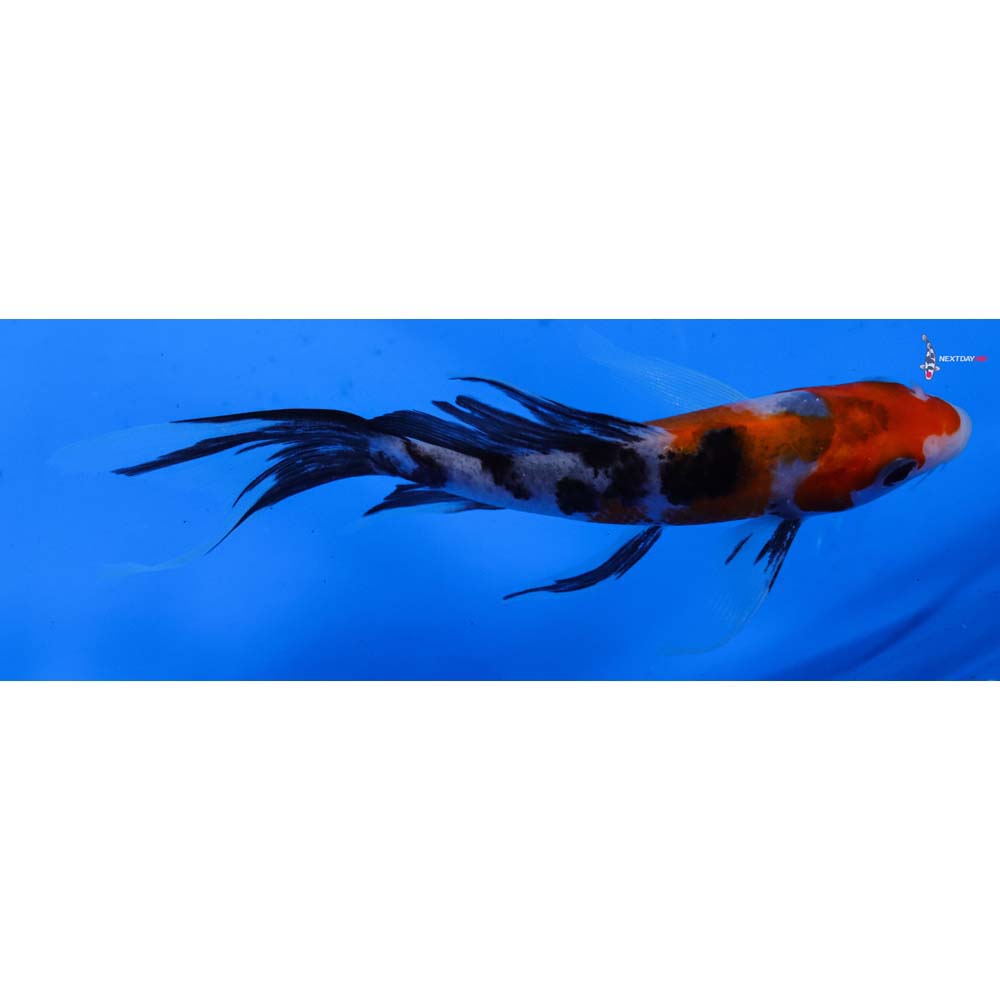5” Imported Sanke Butterfly Koi
