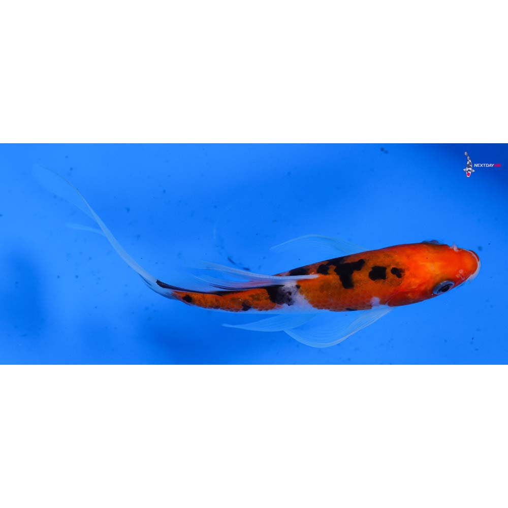 5.5” Imported Sanke Butterfly Koi