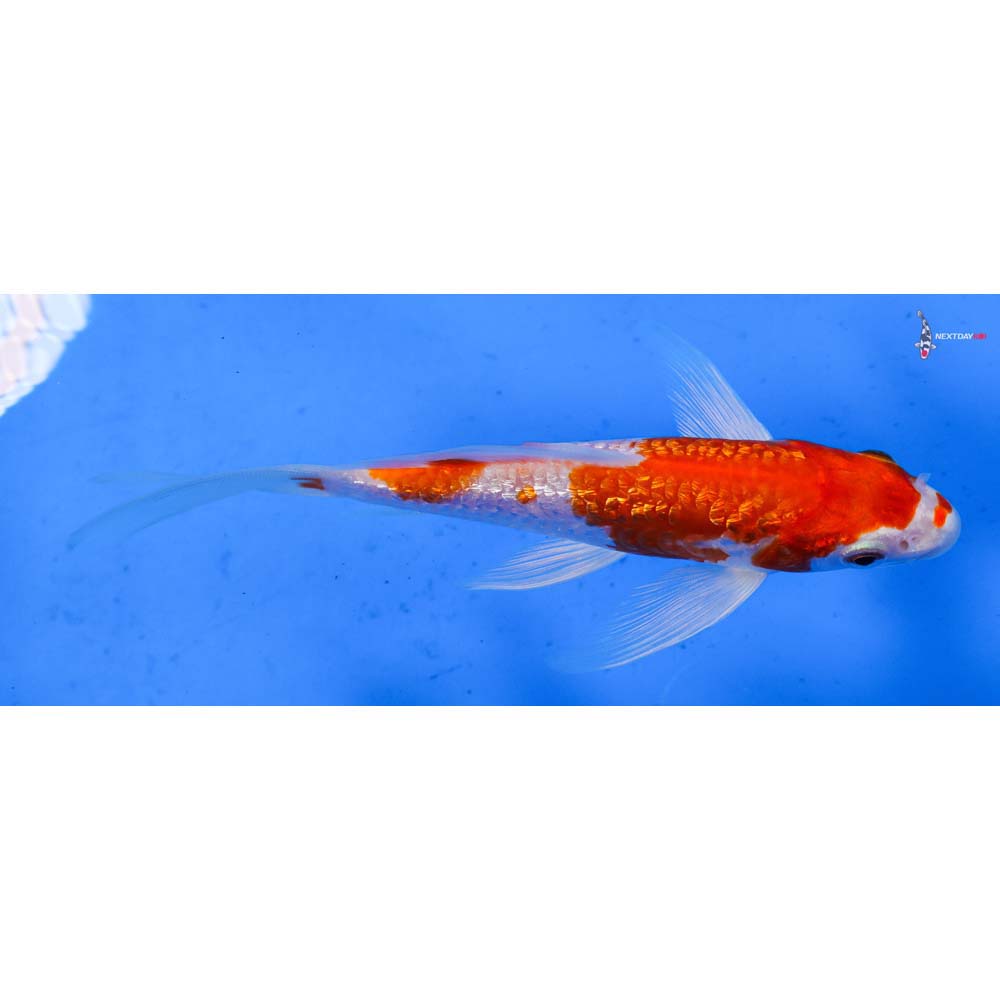 5.5” Imported Gin Rin Hariwake Butterfly Koi