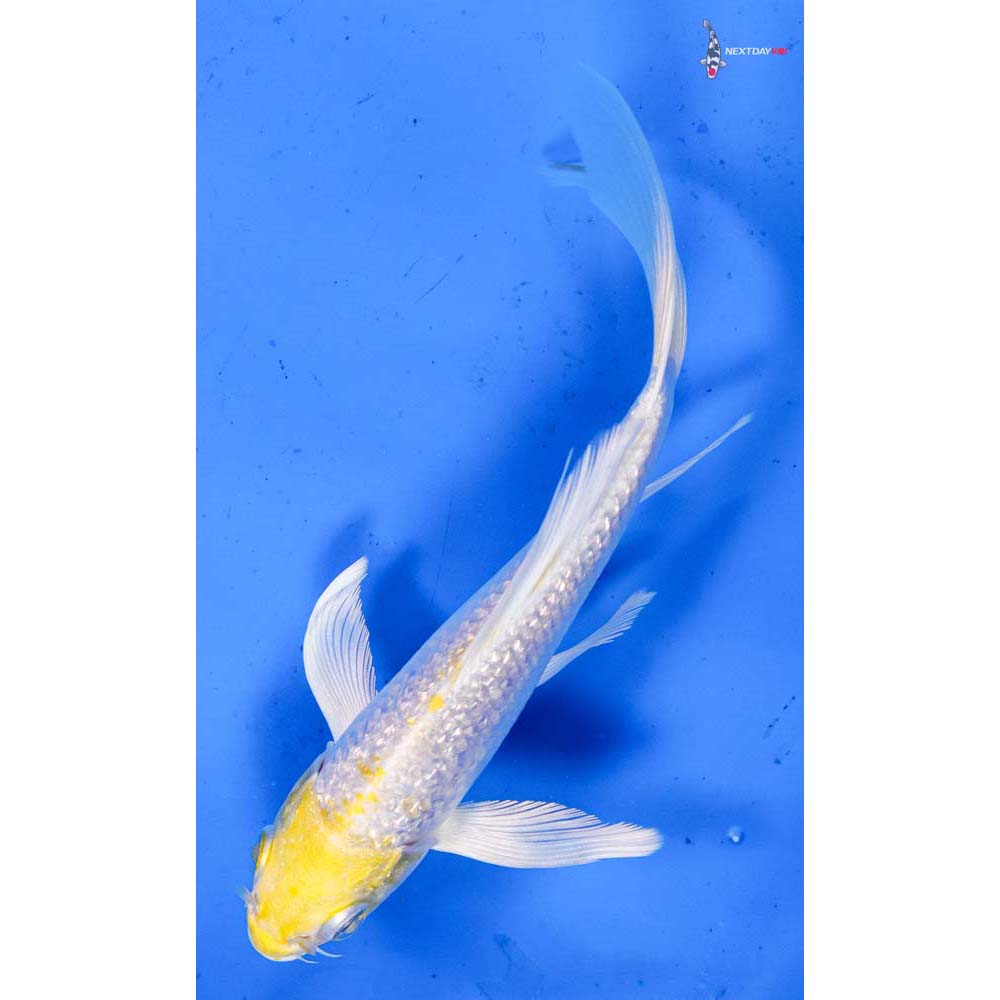 5.5” Imported Gin Rin Lemon Hariwake Butterfly Koi