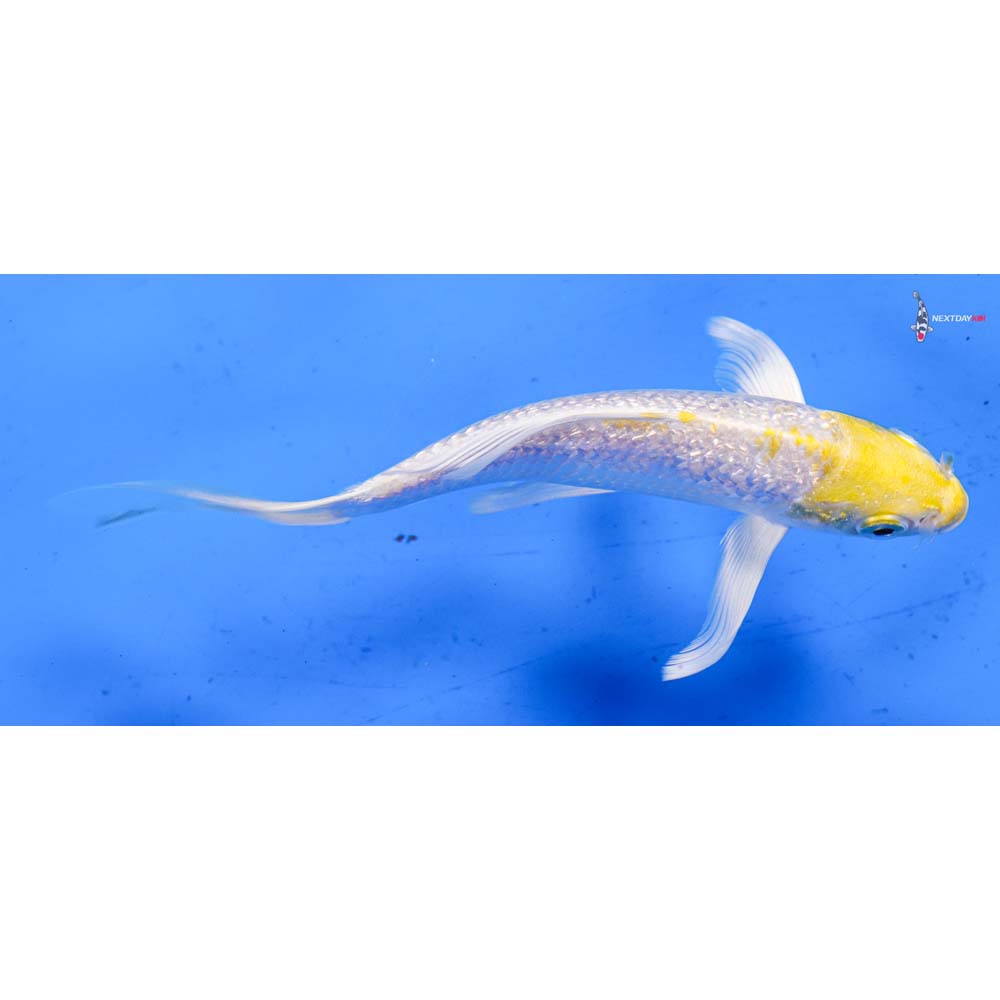 5.5” Imported Gin Rin Lemon Hariwake Butterfly Koi