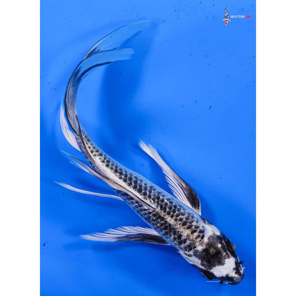 6” Imported Gin Matsuba Butterfly Koi