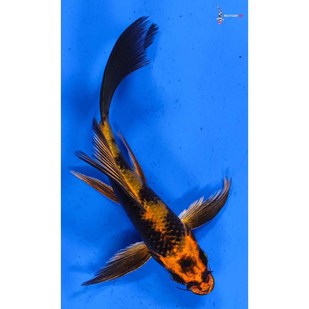 6” Imported Kin Hi Utsuri Butterfly Koi
