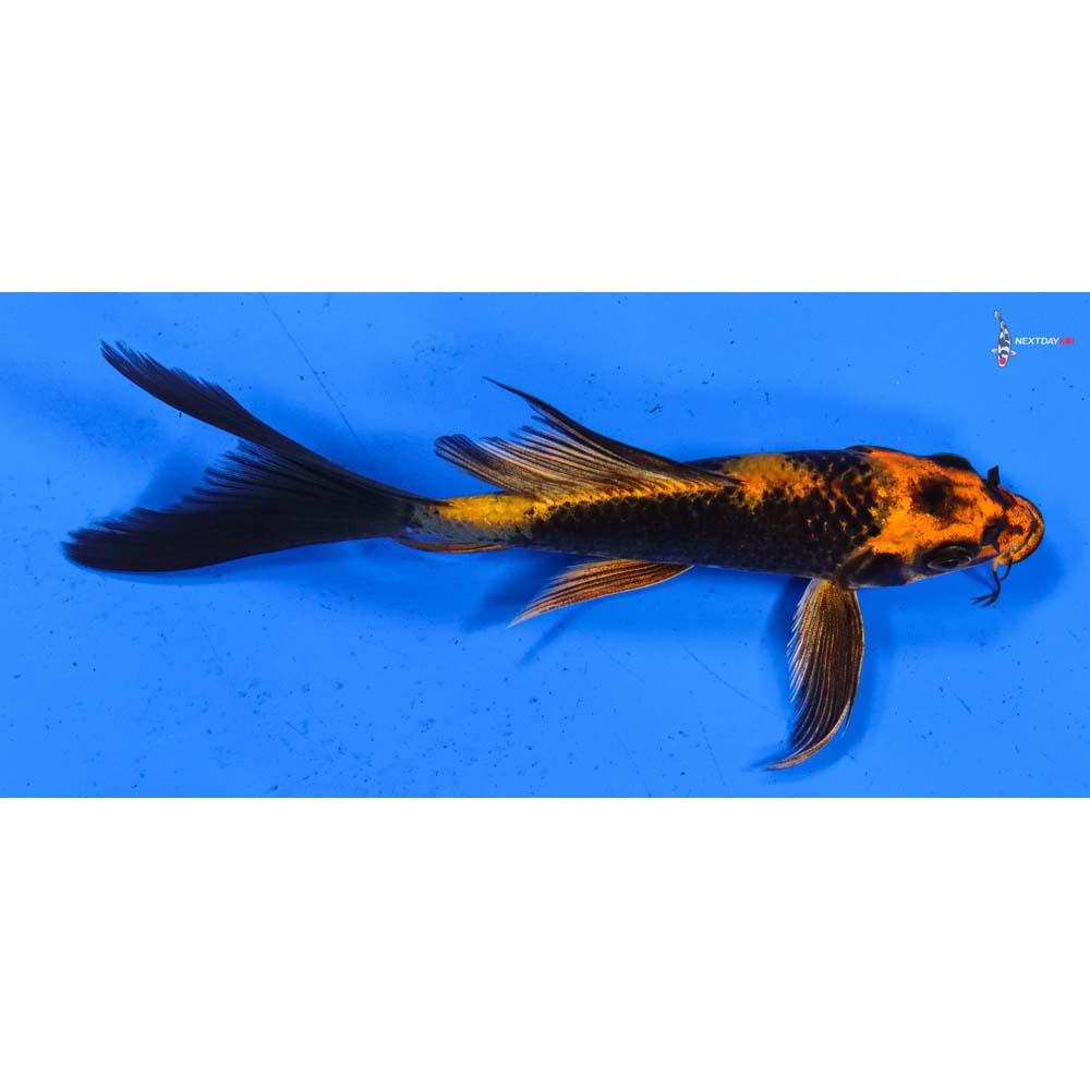 6” Imported Kin Hi Utsuri Butterfly Koi