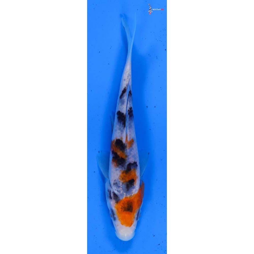 4.5” Imported Sanke
