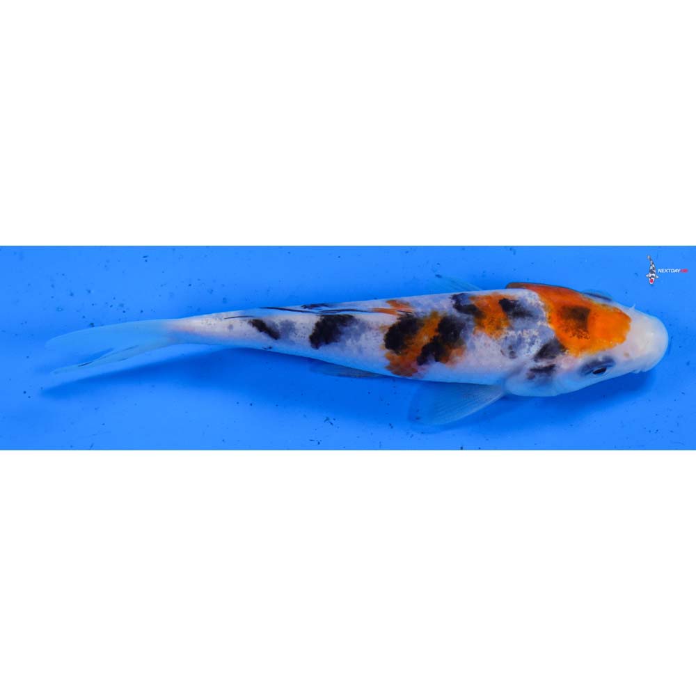 4.5” Imported Sanke