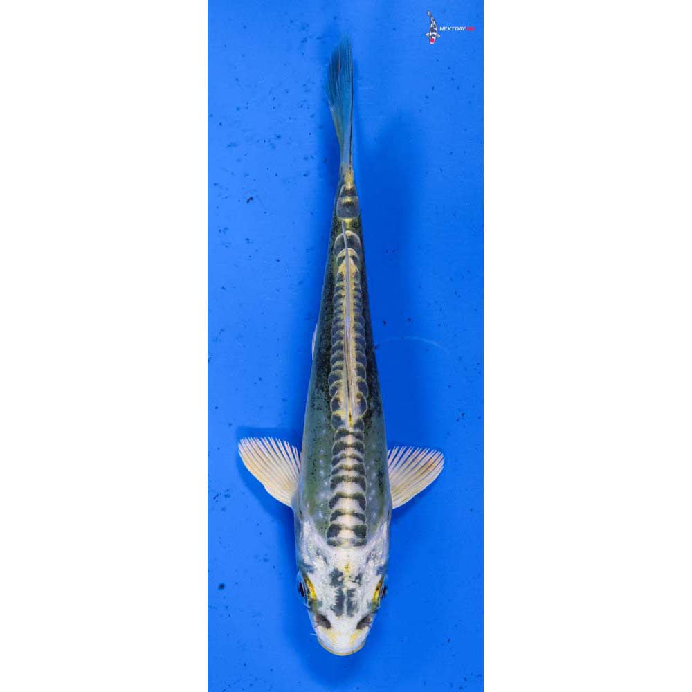 4.5” Imported Kin Kikokuryu
