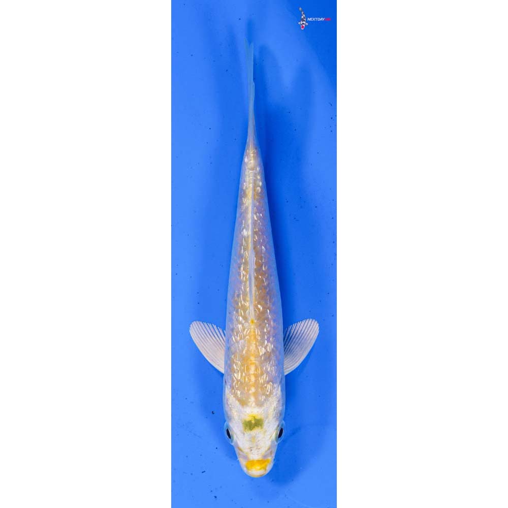 4.5” Imported Gin Rin Lemon Hariwake