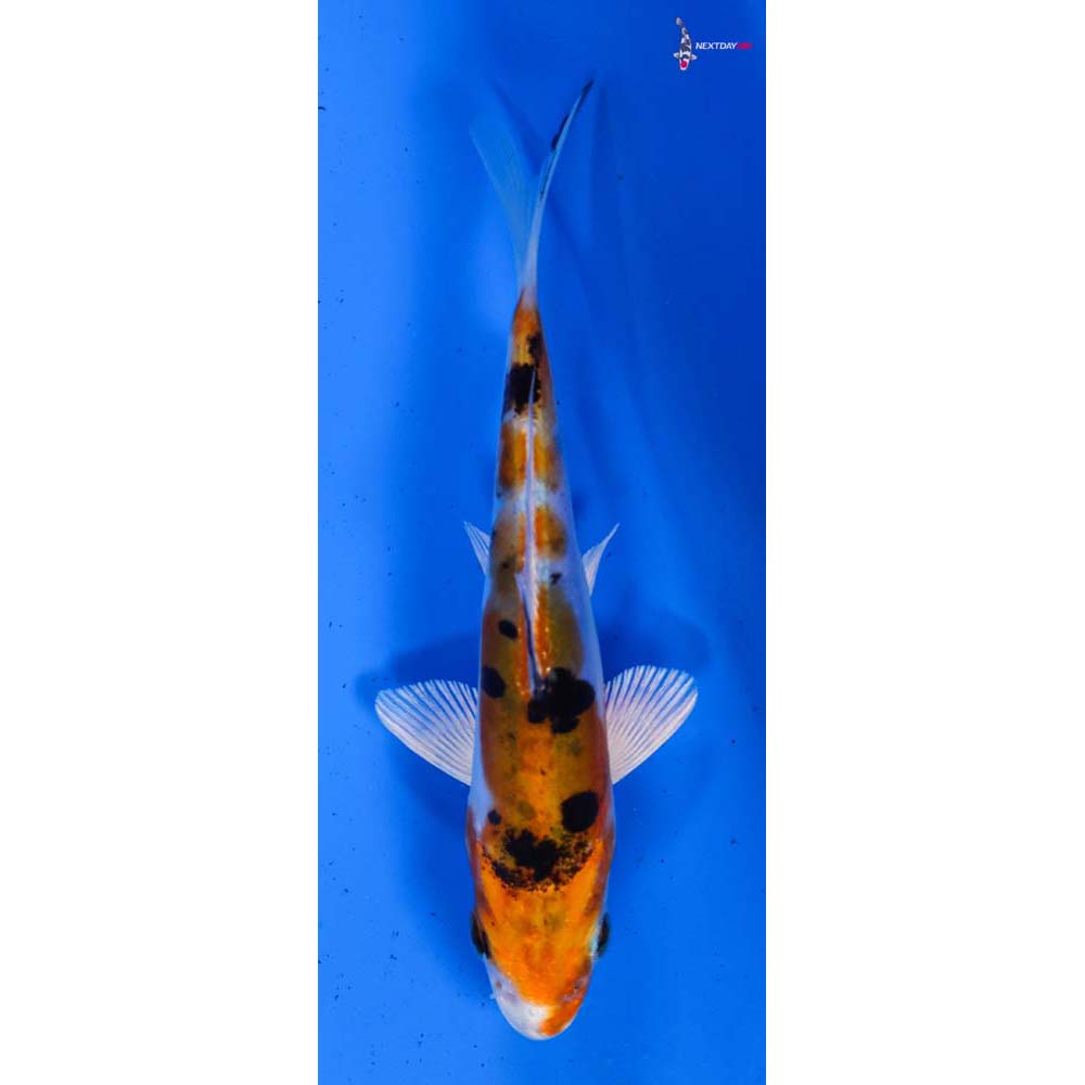 4.5” Imported Heisei Nishiki