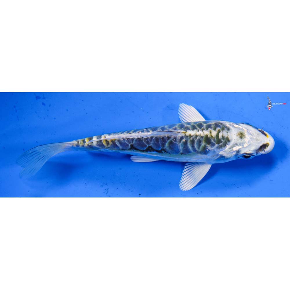 4” Imported Armor Scaled Kin Kikokuryu