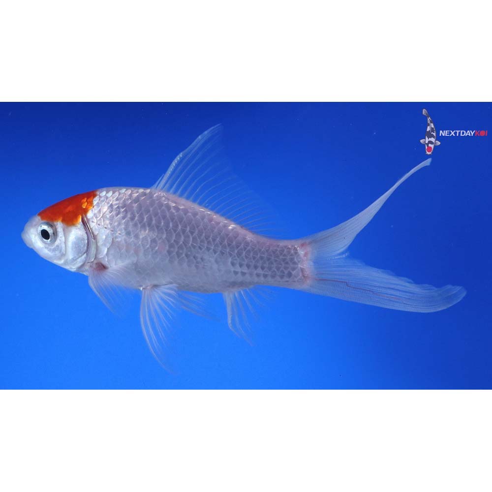 6” Imported Tancho Sarasa Comet