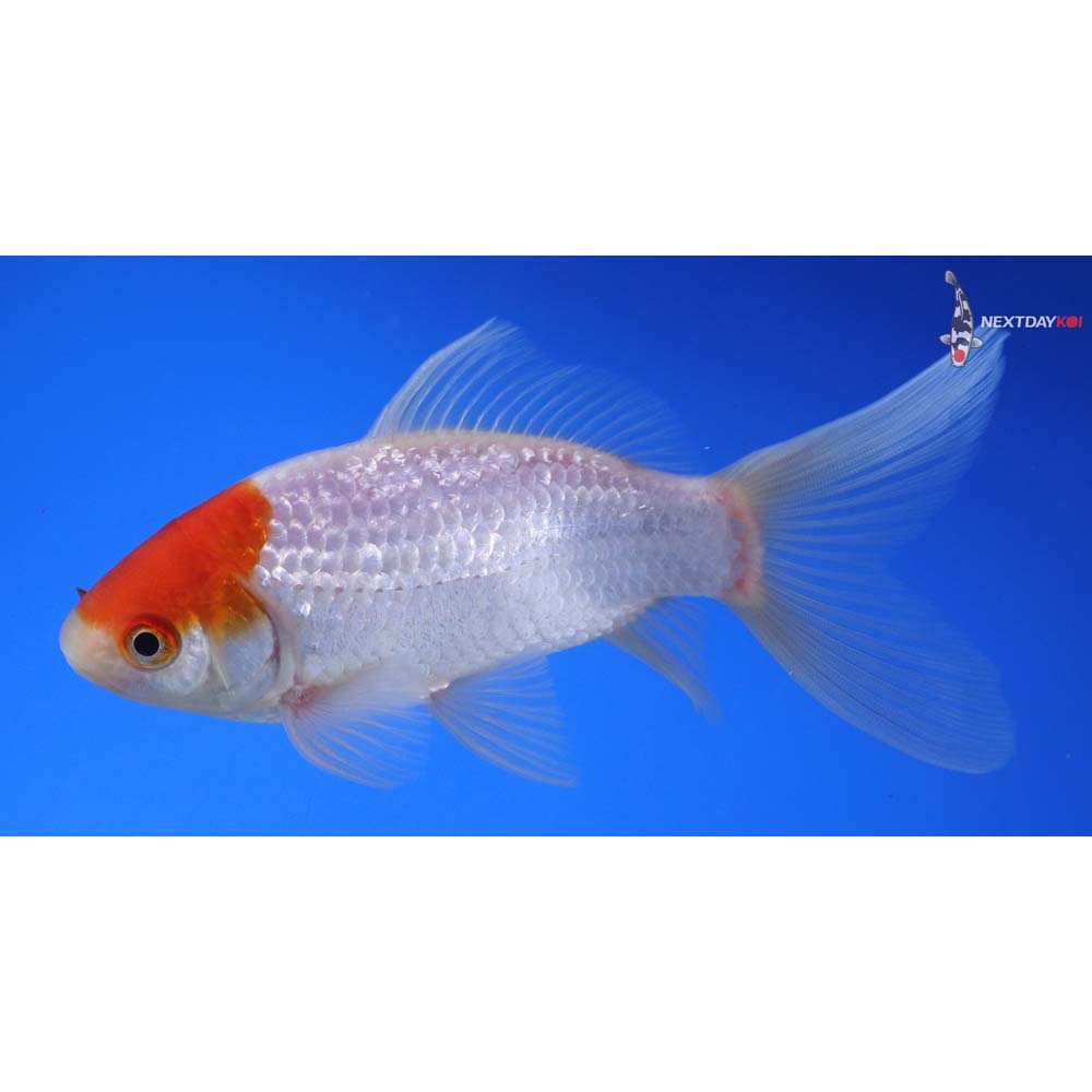 5” Imported Tancho Sarasa Comet