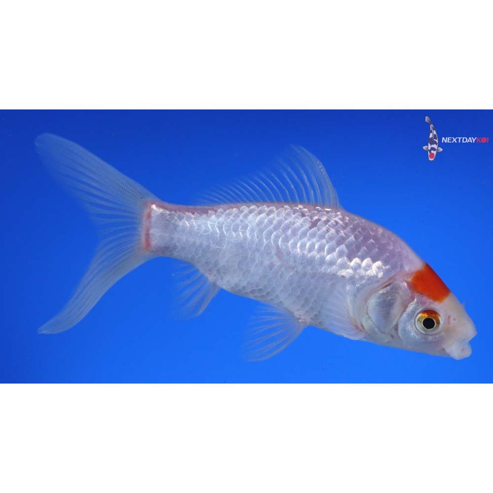 5.5” Imported Tancho Sarasa Comet