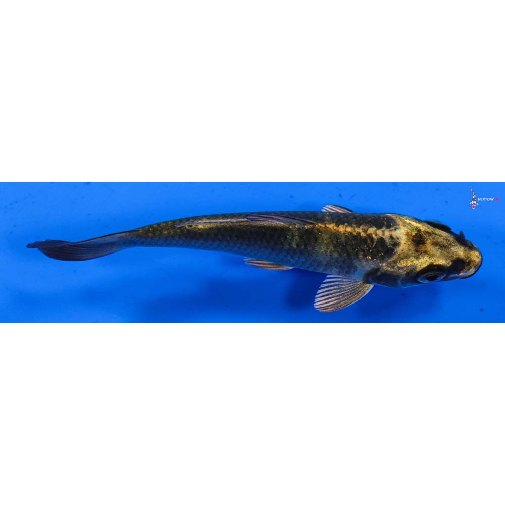 3” Imported Kin Ki Utsuri