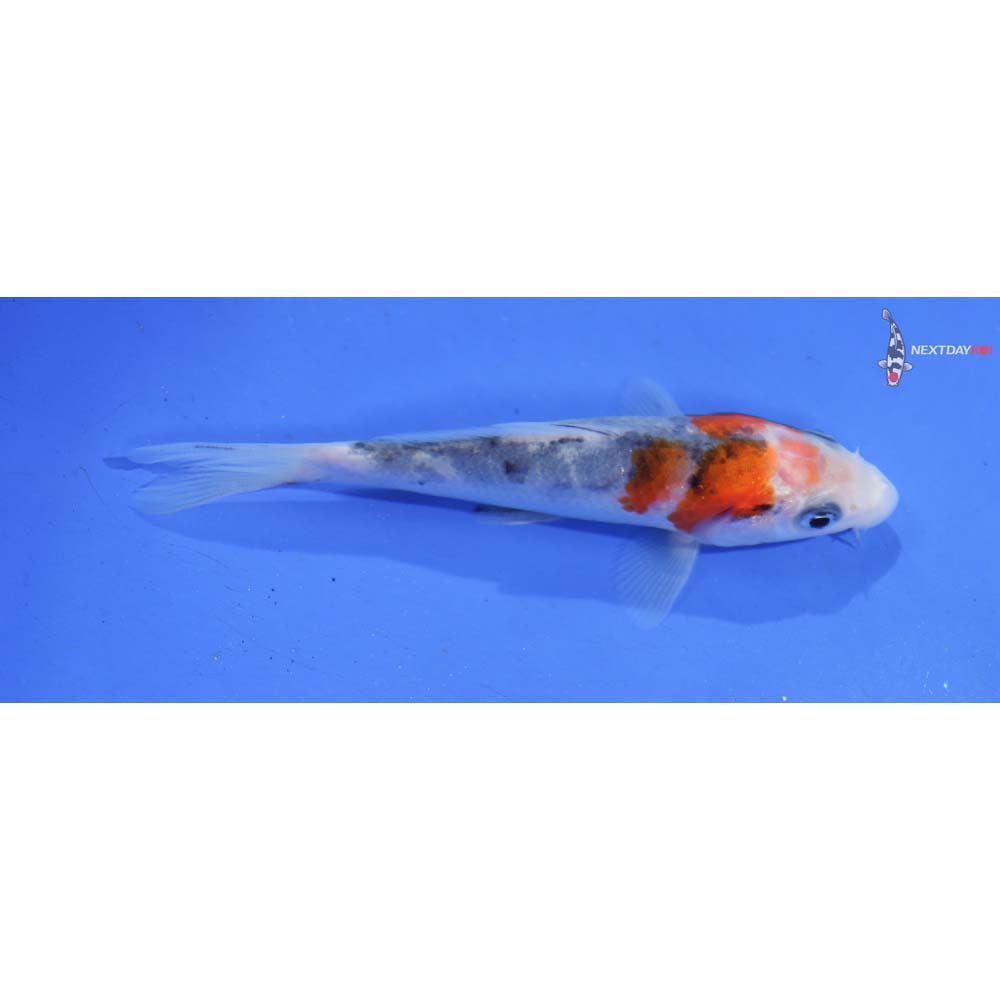 4” Imported Goshiki