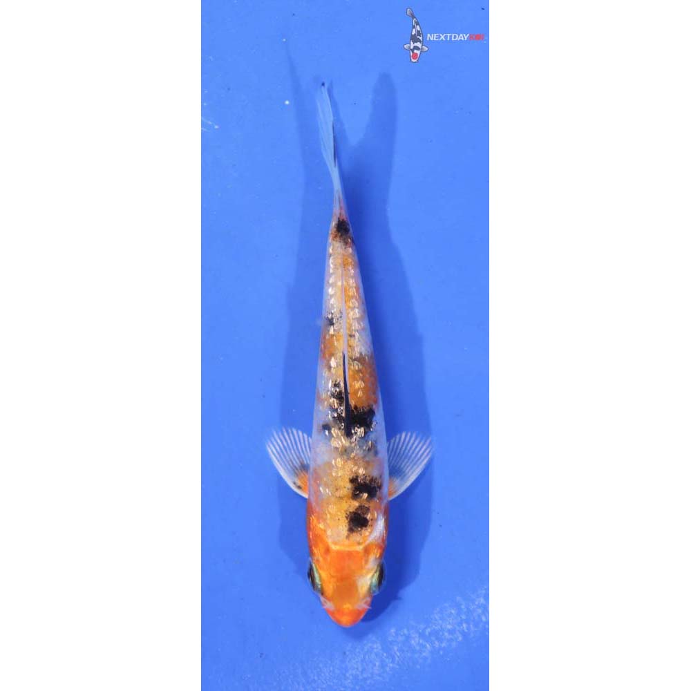 3.5” Imported Gin Rin Yamato Nishiki