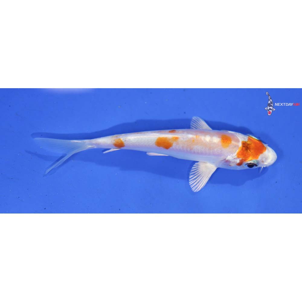 3.5” Imported Kikusui