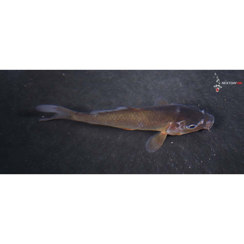 3.5” Imported Chagoi