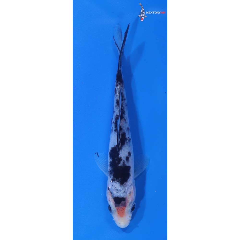 4” Imported Shiro Bekko