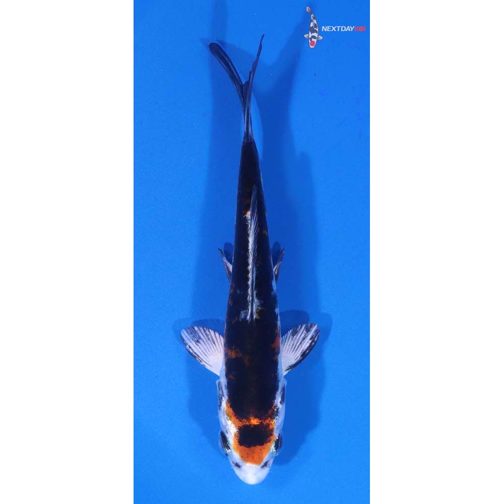 4” Imported Heisei Nishiki