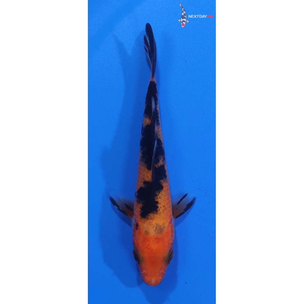 4” Imported Aka Bekko