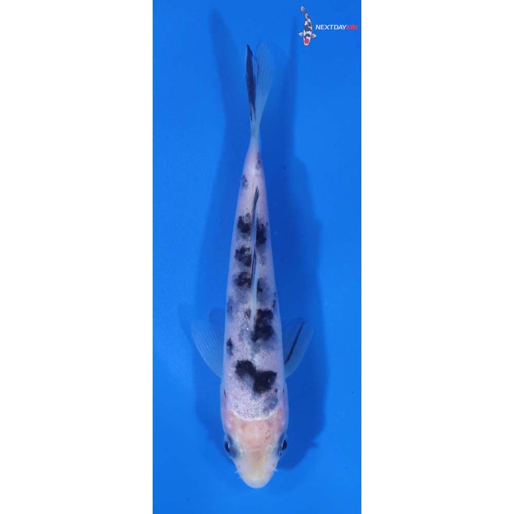 4” Imported Shiro Bekko