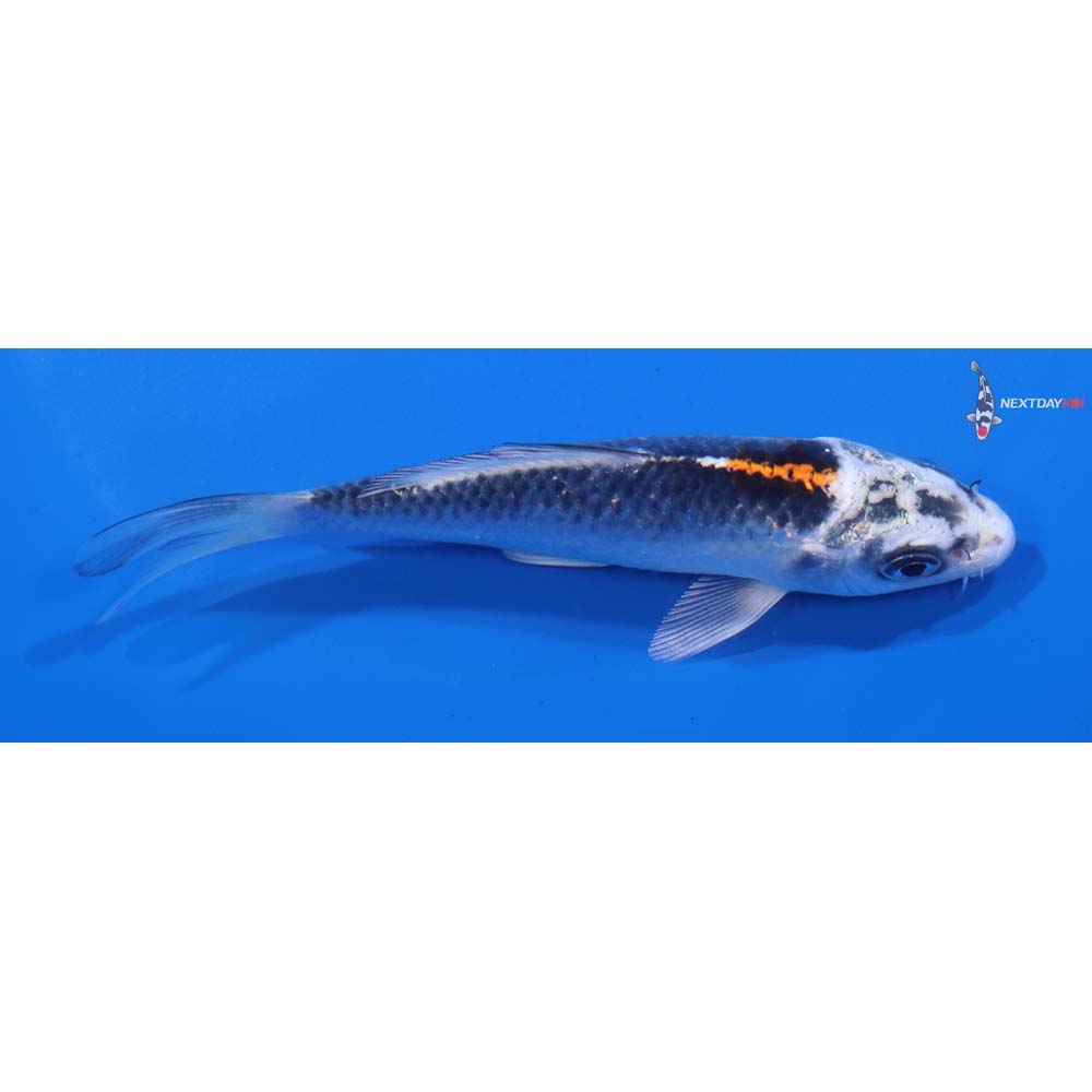 4.5” Imported Kujaku