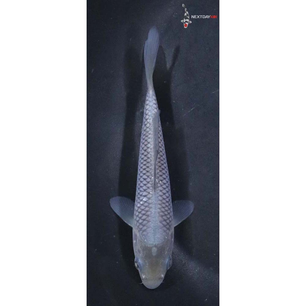 4.5” Imported Soragoi