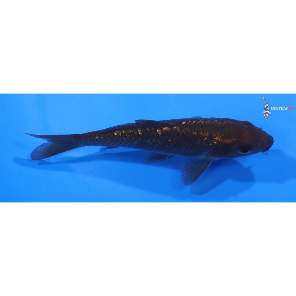 4.5” Imported Gin Rin Chagoi