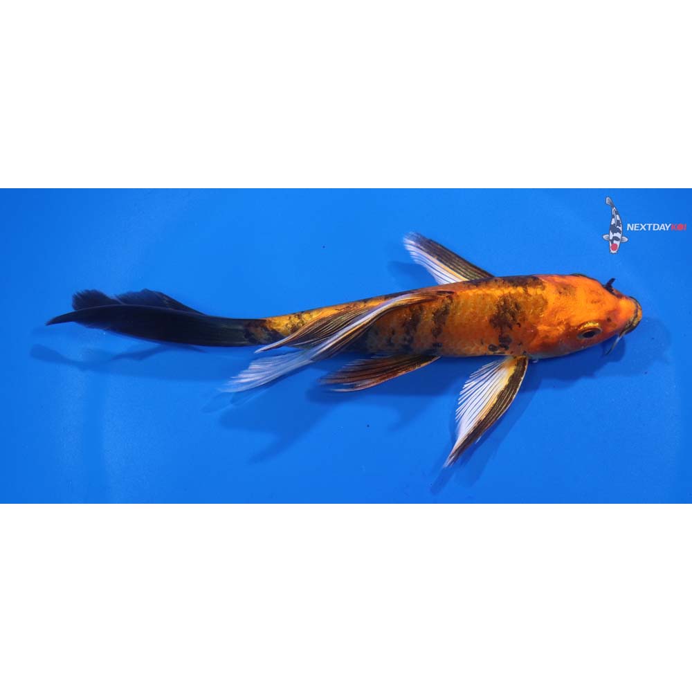 5.5” Imported Kin Hi Utsuri Butterfly Koi