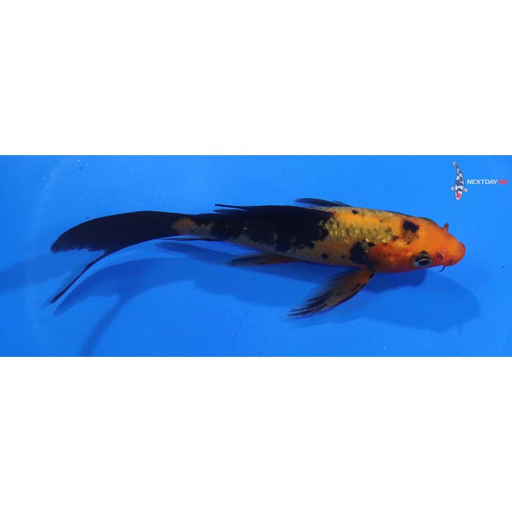 5” Imported Aka Bekko Butterfly Koi