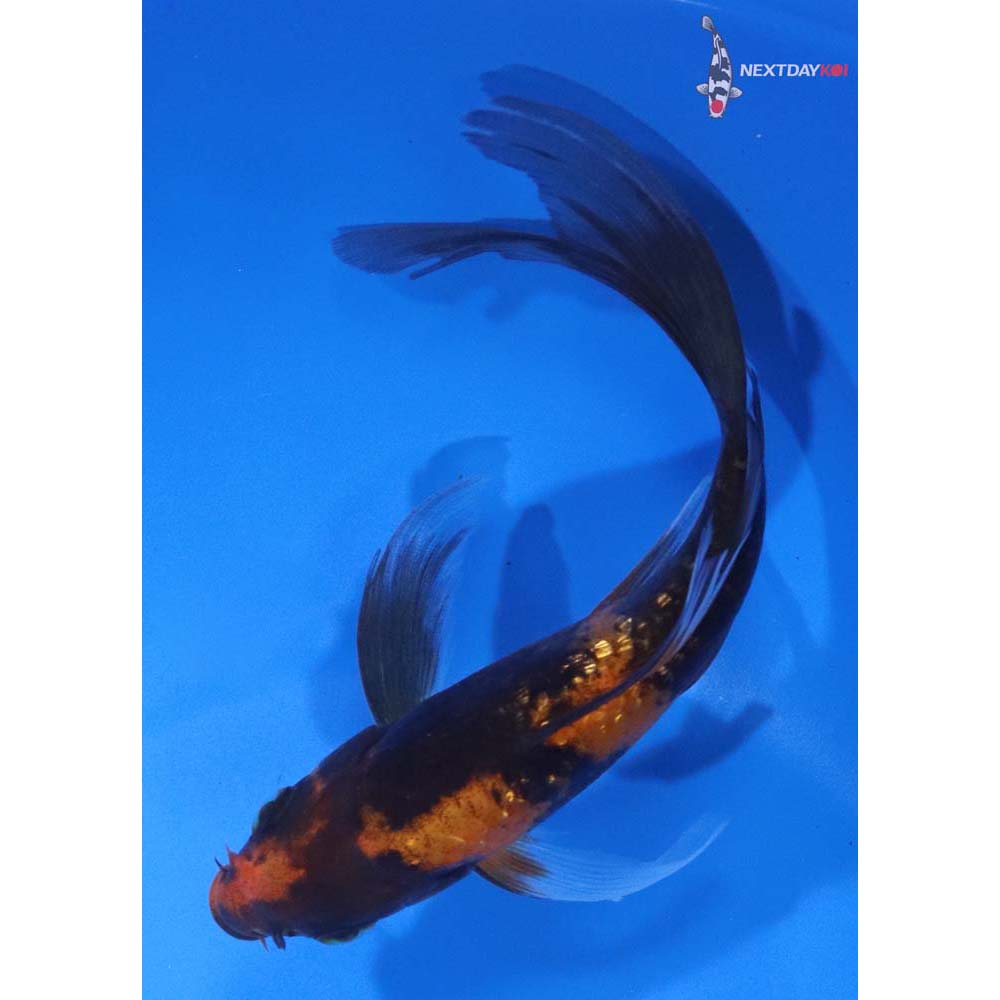 5.5” Imported Hi Utsuri Butterfly Koi