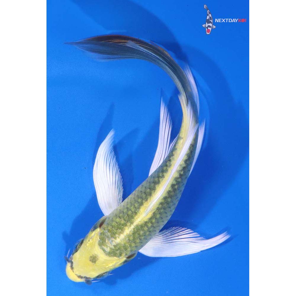 5.5” Imported Ki Matsuba Butterfly Koi