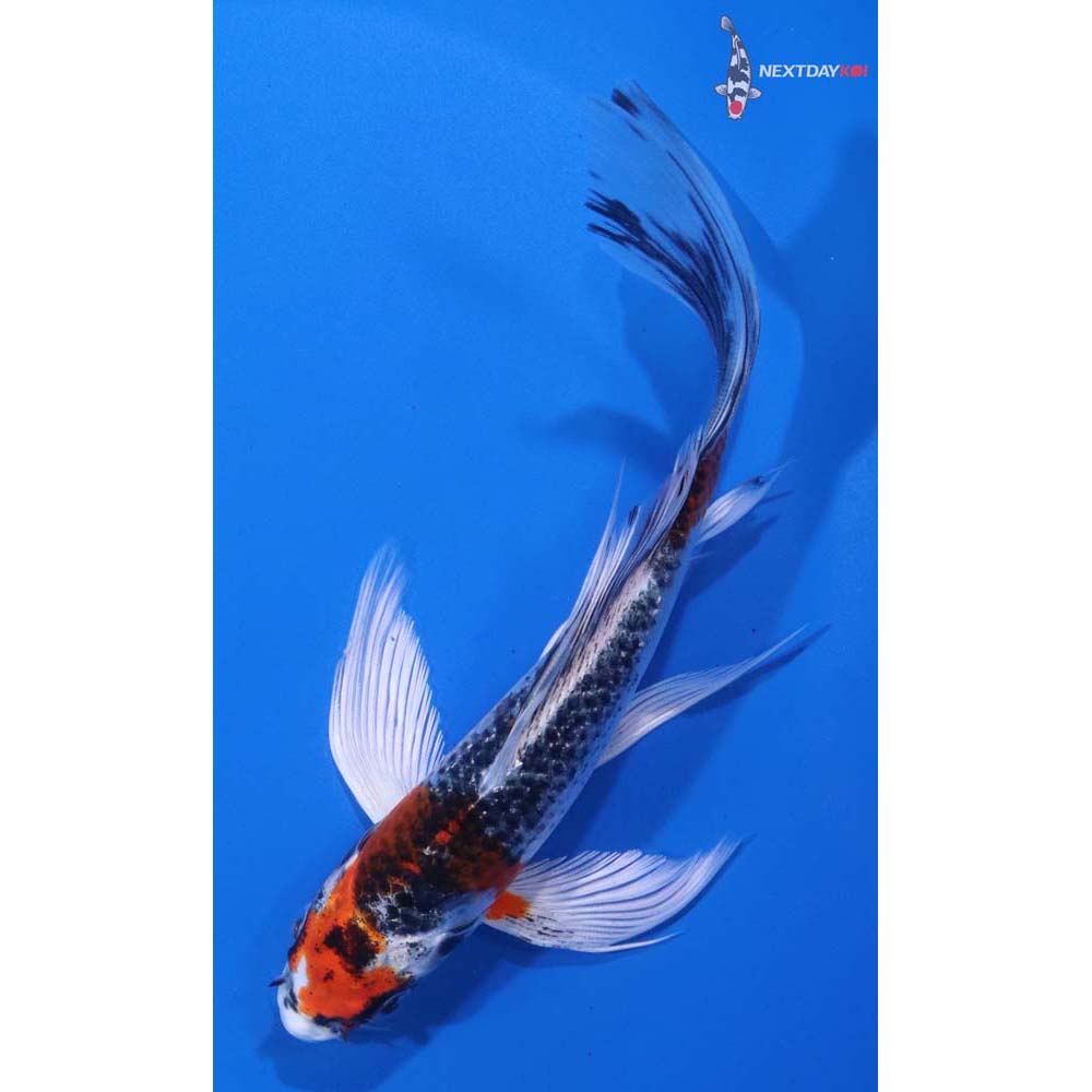 6” Imported Kujaku Butterfly Koi