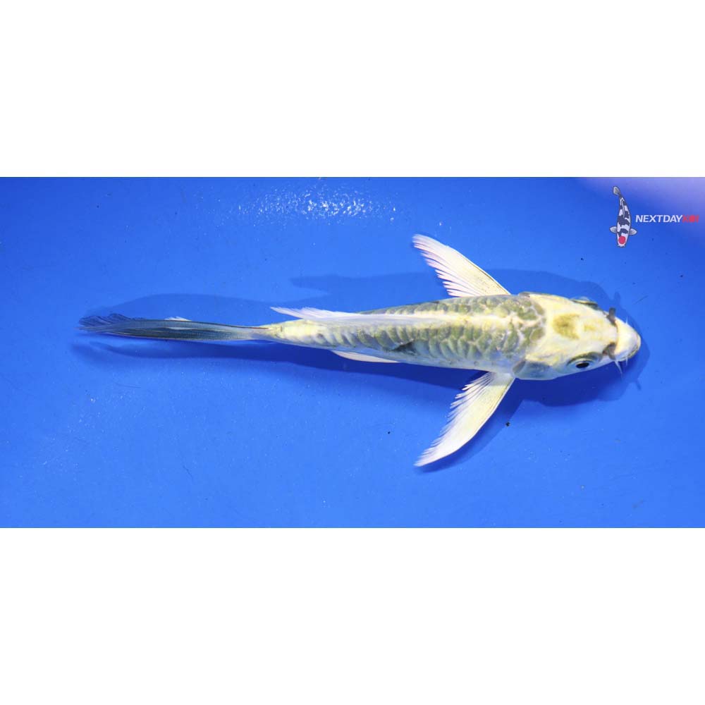 5” Imported Kin Kikokuryu Butterfly Koi