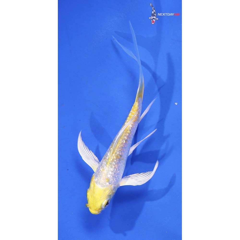 4” Imported Gin Rin Lemon Hariwake Butterfly Koi