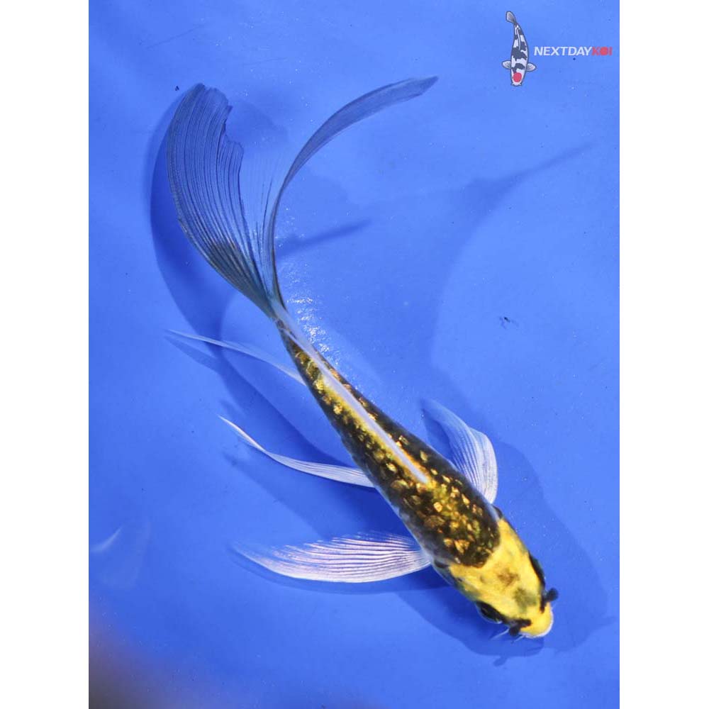 5.5” Imported Gin Rin Kin Kikokuryu Butterfly Koi