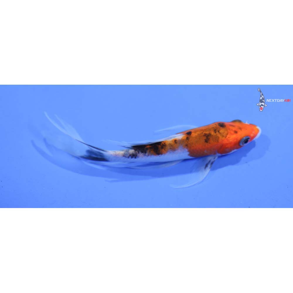 4” Imported Sanke Butterfly Koi