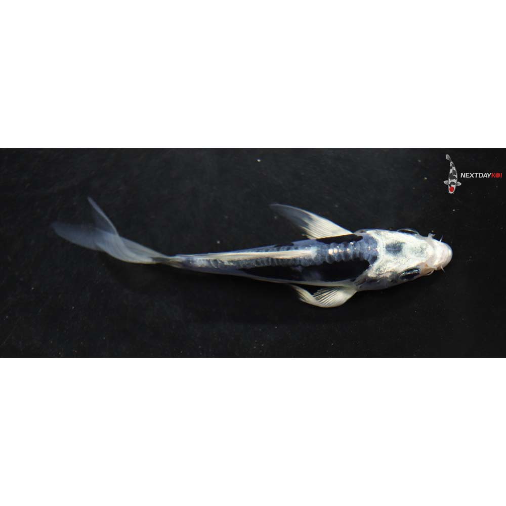 4” Imported Kikokuryu Butterfly Koi