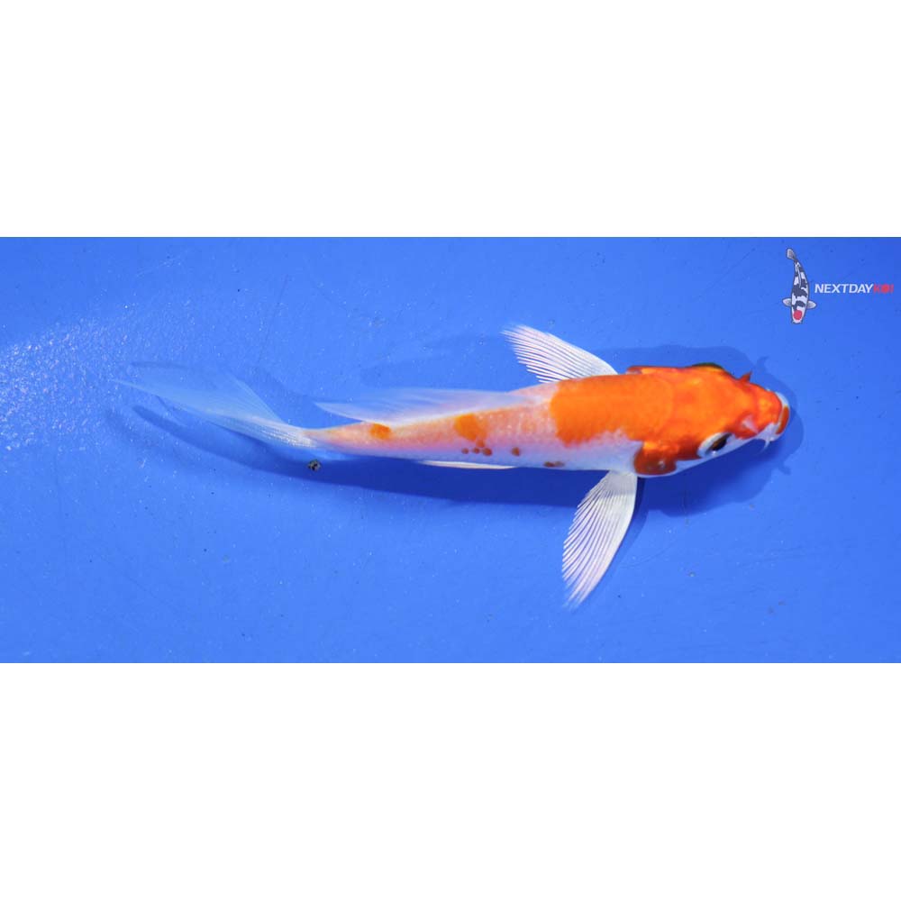 3.5” Imported Hariwake Butterfly Koi