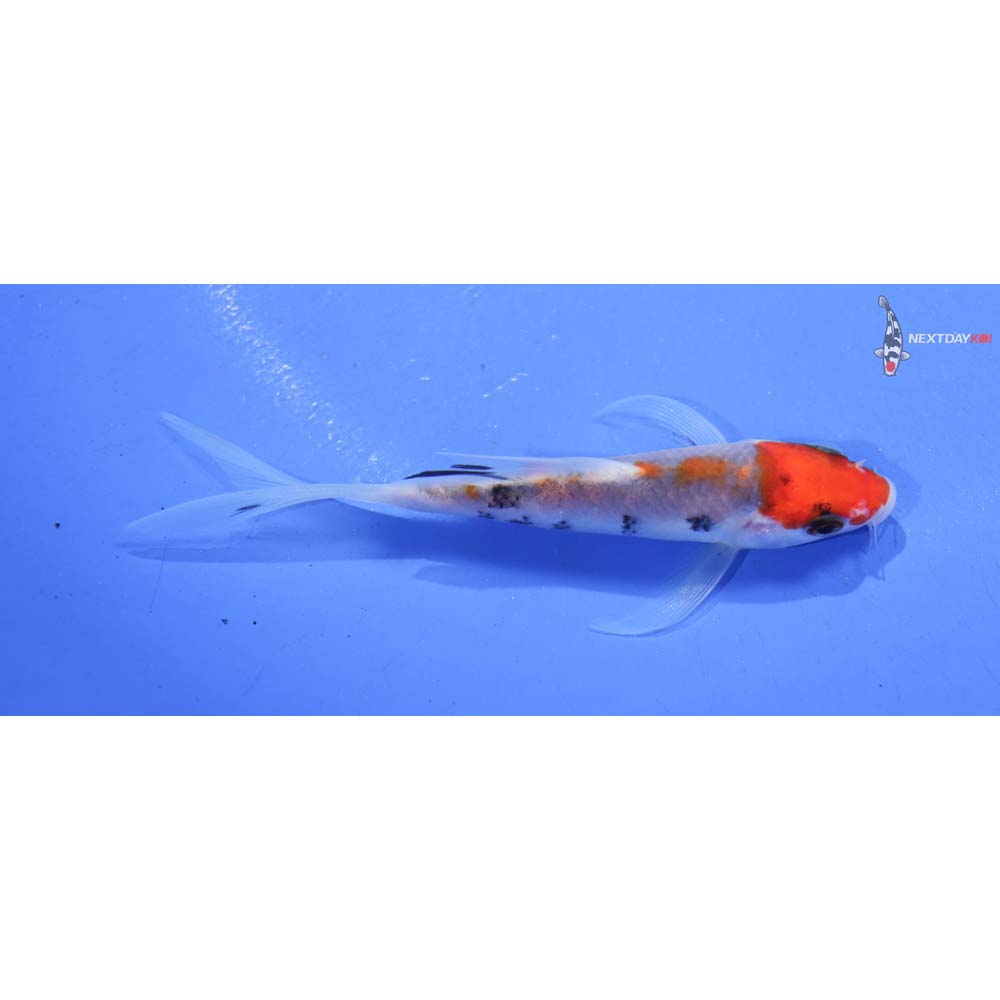 3.5” Imported Goshiki Butterfly Koi
