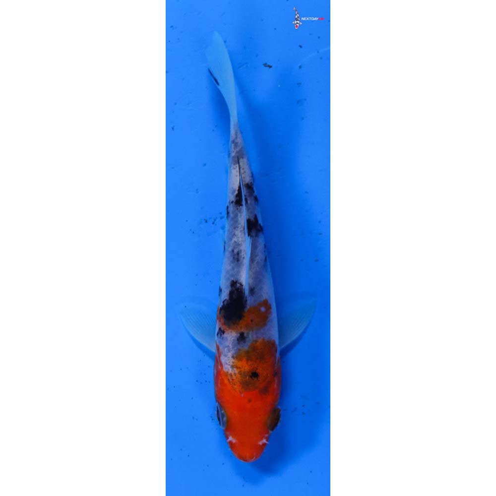 4” Imported Sanke
