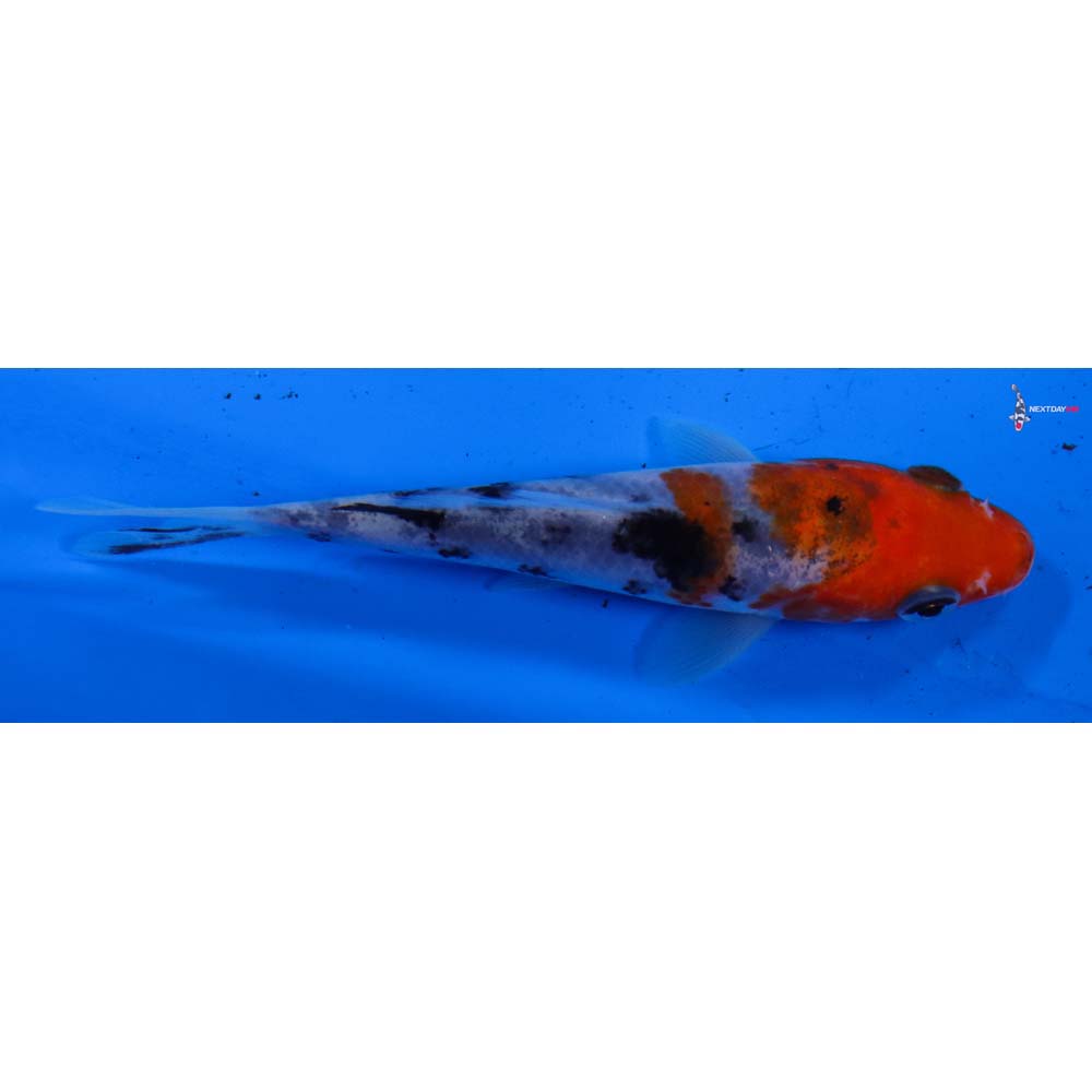 4” Imported Sanke