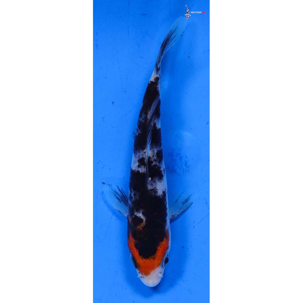 4” Imported Sanke
