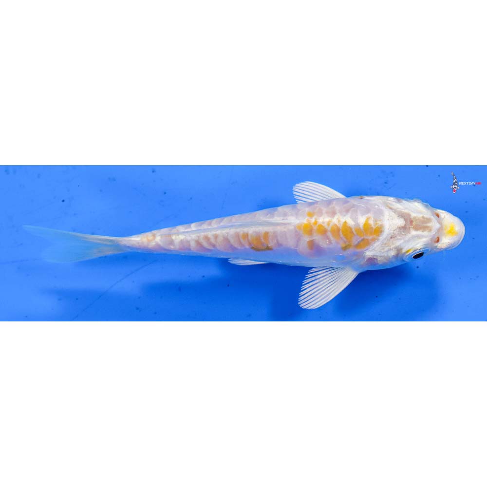 4” Imported Doitsu Lemon Hariwake