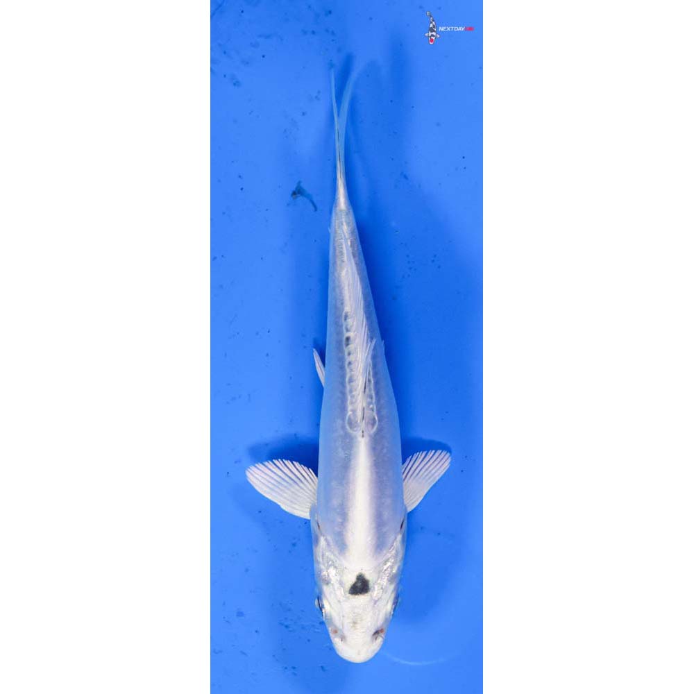 4” Imported Doitsu Platinum Ogon