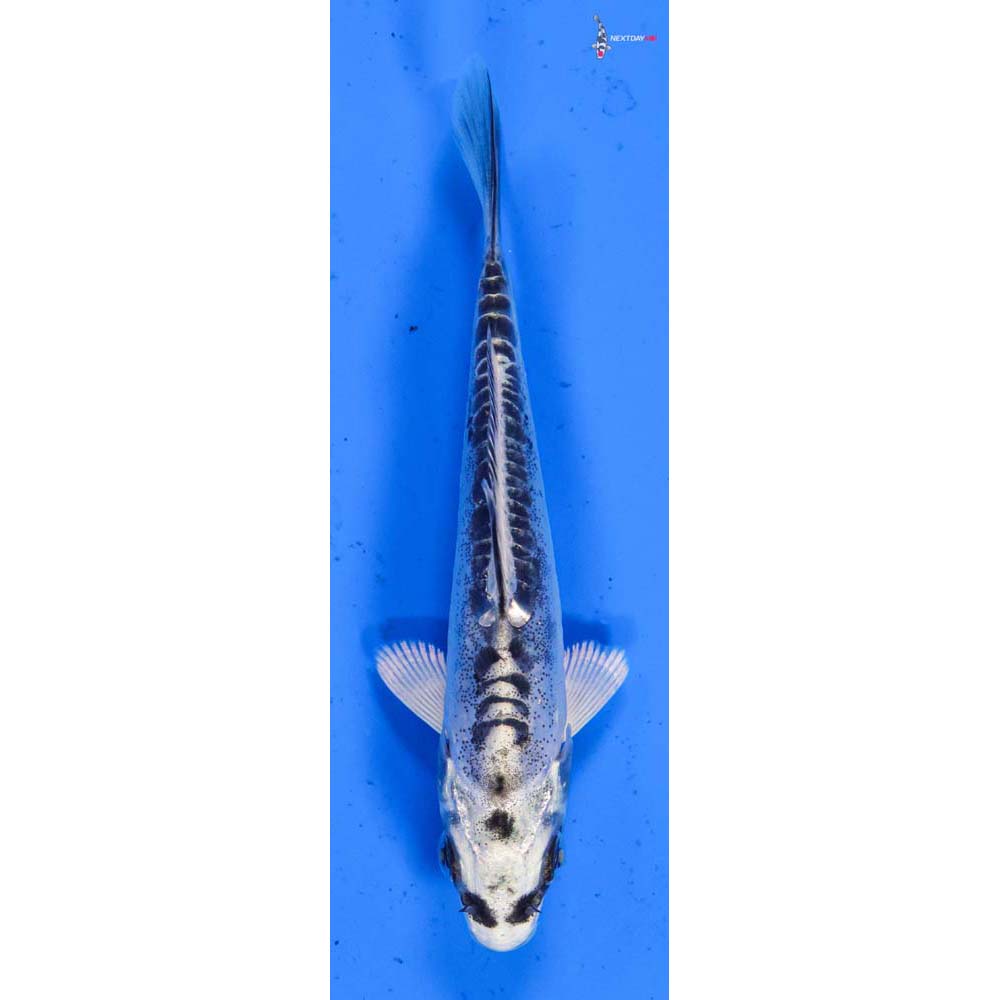 4.5” Imported Doitsu Blue Gin Matsuba