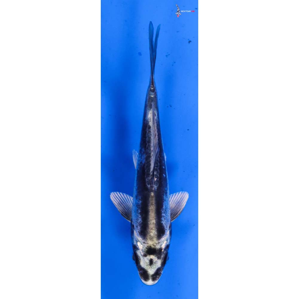 4.5” Imported Kikokuryu