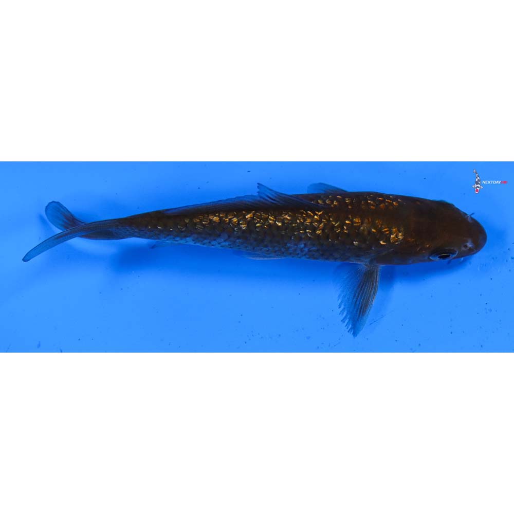 4.5” Imported Gin Rin Chagoi