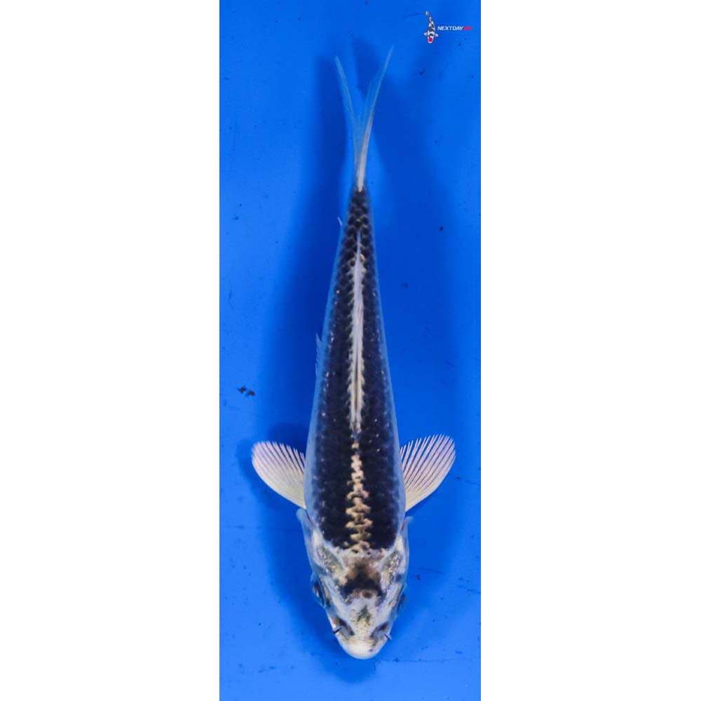 4.5” Imported Gin Matsuba